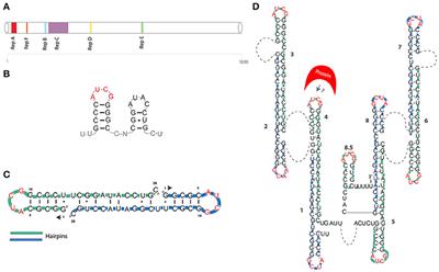 Function by Structure: Spotlights on Xist Long Non-coding RNA